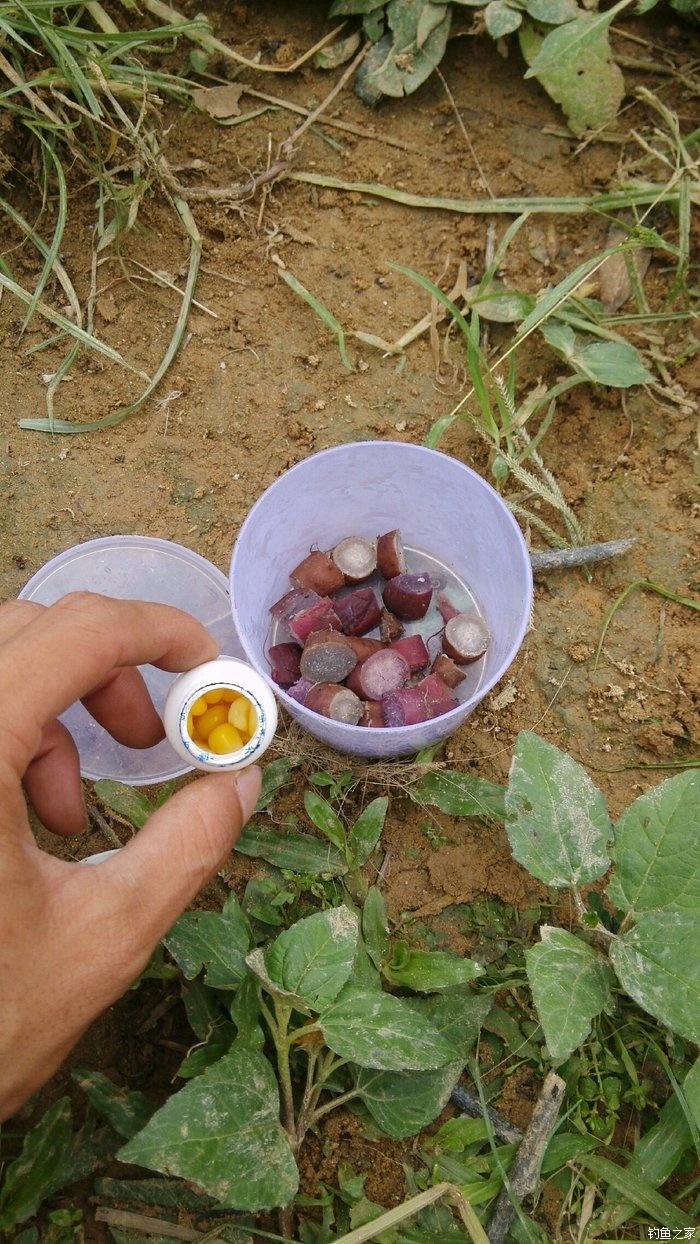 自制釣草魚_如何自制草魚餌料_自制草魚餌料配方大全視頻