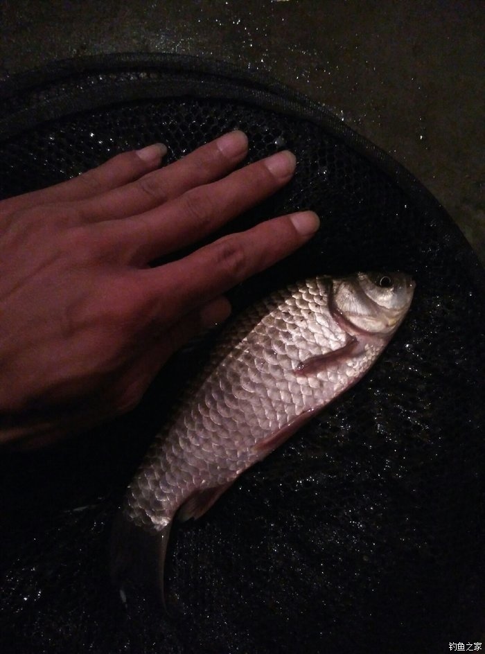 海釣魚餌選擇_海釣用什么餌料釣比較好_海釣用什么商品餌