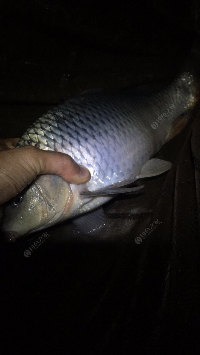 海釣用什么商品餌_海釣魚餌選擇_海釣用什么餌料釣比較好