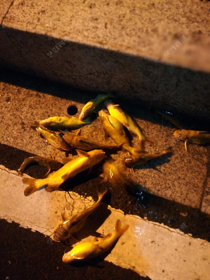 華子魚是什么魚_魚華子魚像什么珍寶_華子是什么魚