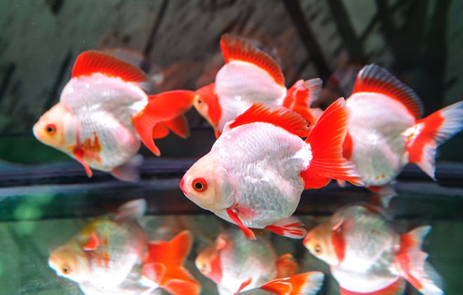 澳洲彩魚虹魚是什么品種_澳洲彩虹魚是什么魚_澳洲彩魚虹魚是什么魚