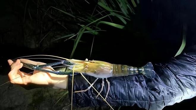 海釣沉底釣魚技巧_釣魚技巧海釣沉底還是浮底_釣魚技巧海釣沉底視頻