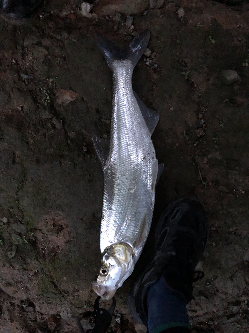 釣魚技巧海釣沉底視頻_海釣沉底釣魚技巧_釣魚技巧海釣沉底還是浮底