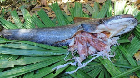 華子魚是海魚嗎_魚華子魚像什么珍寶_華子魚是什么魚