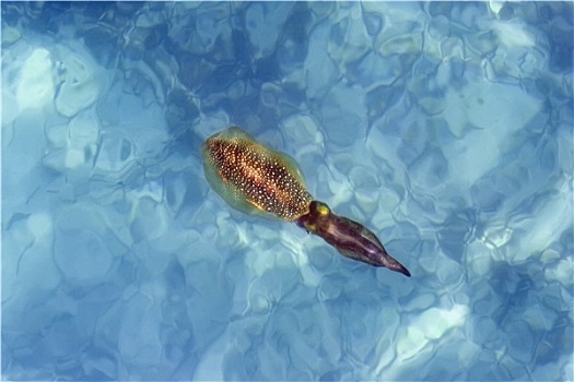 魚華子魚像什么珍寶_華子魚是什么魚_華子魚是海魚嗎