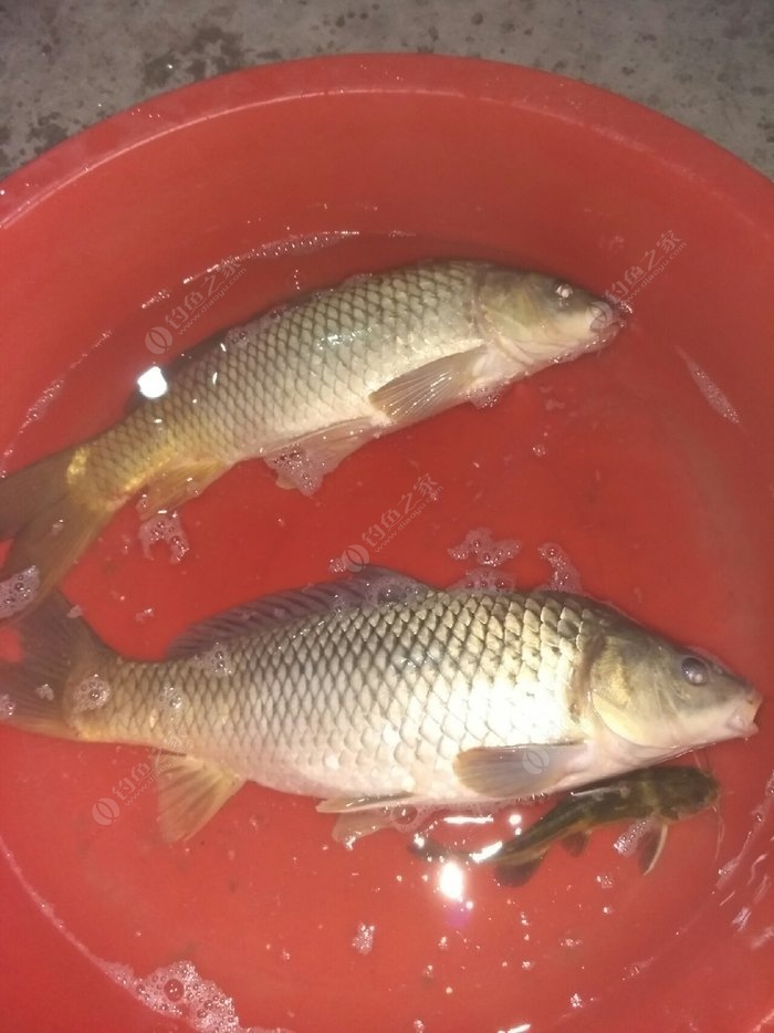 釣鯉魚紅薯配方餌料怎么配_紅薯釣鯉魚餌料配方_釣鯉魚紅薯配方餌料怎么用