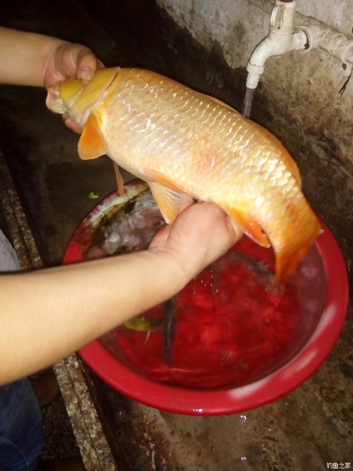 釣鯉魚紅薯配方餌料怎么配_紅薯釣鯉魚餌料配方_釣鯉魚紅薯配方餌料怎么用