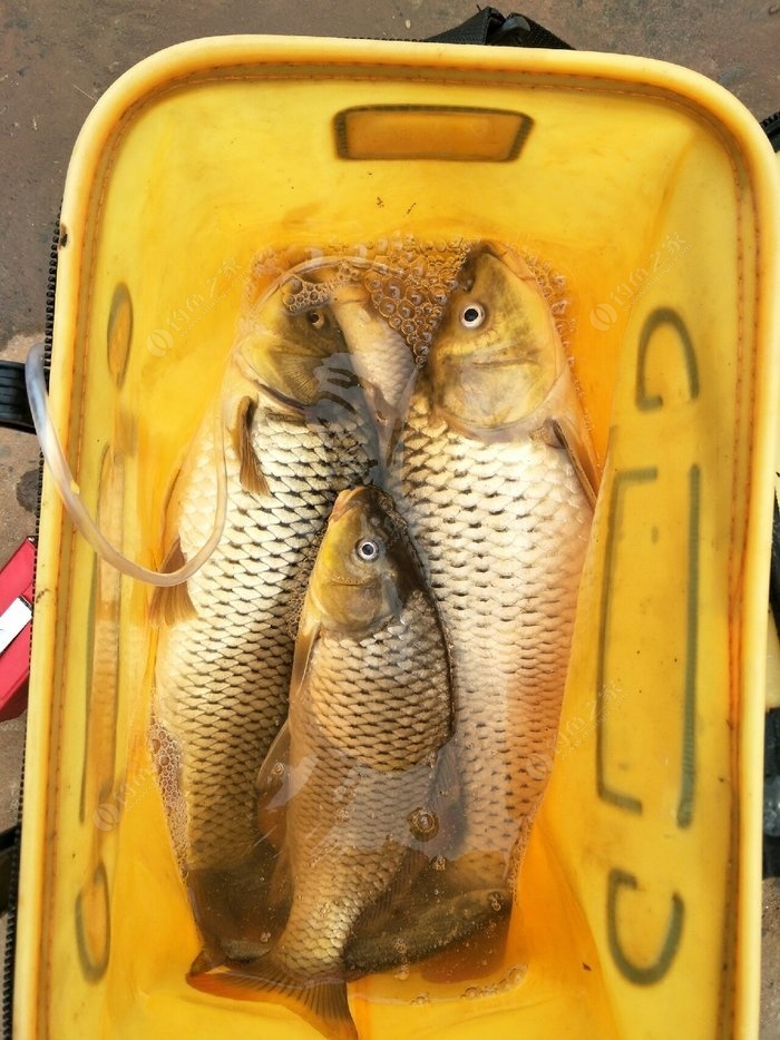 鯉魚合適多長線子臺釣好_釣鯉魚適合多大的線_臺釣鯉魚子線多長合適