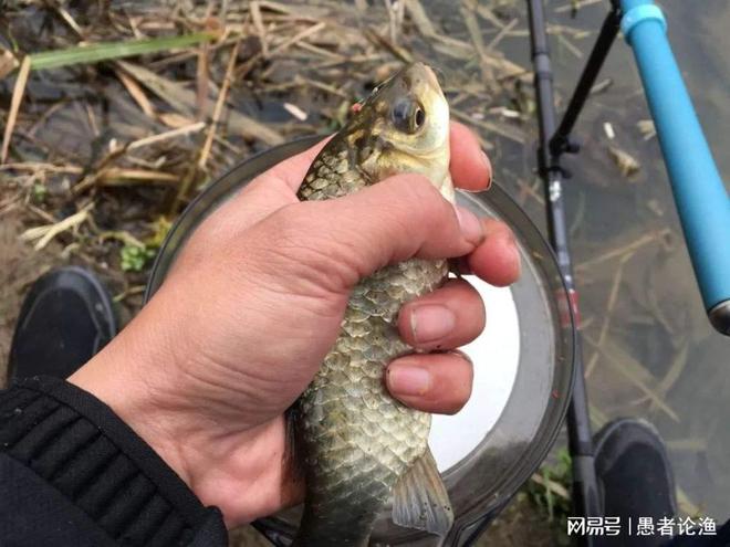冬季釣鯽魚選位_初冬釣鯽魚怎么選位_初冬季節釣鯽魚釣深釣淺