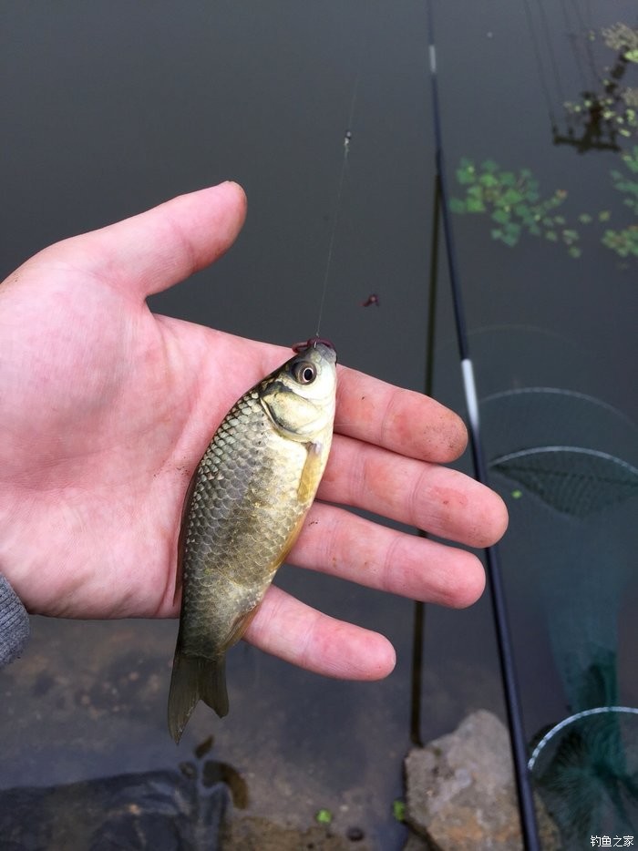 冬季釣鯽魚選位_初冬釣鯽魚怎么選位_初冬季節釣鯽魚釣深釣淺