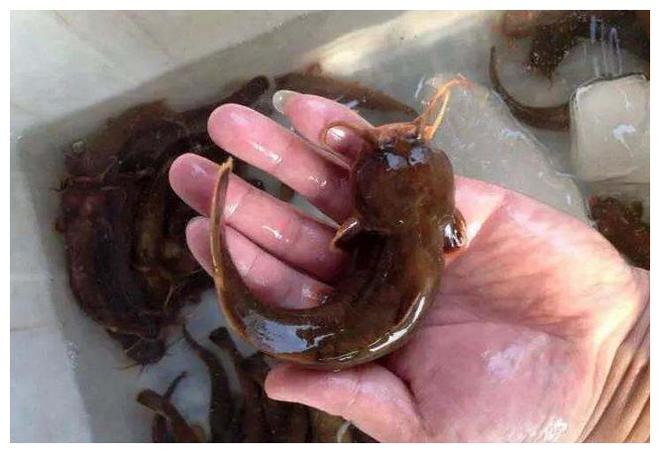 八目鰻魚_八目鰻是什么動物_八目鰻名字的由來是什么