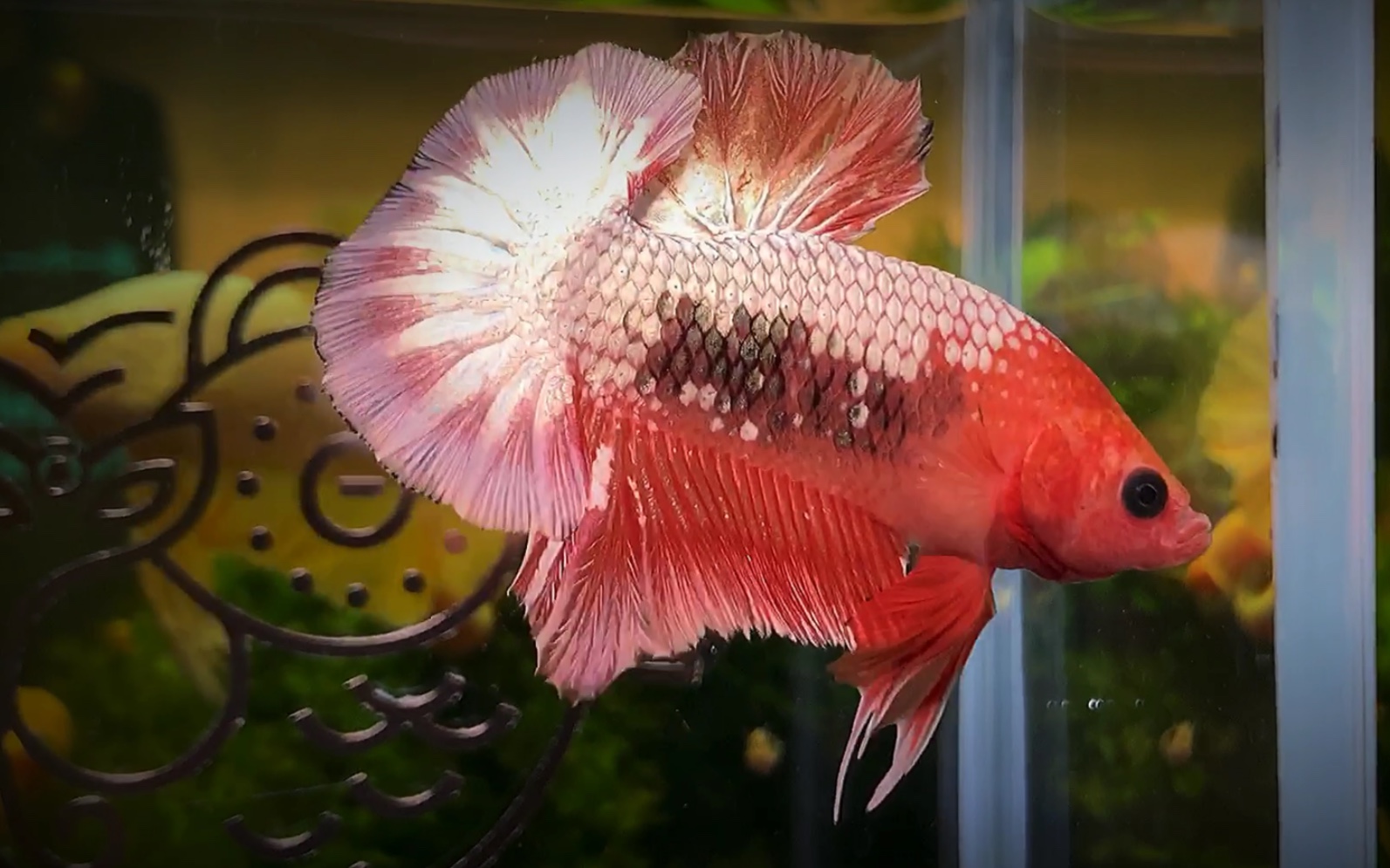 泰國斗魚價格多少錢一尾_泰國斗魚幾塊錢一條_泰國斗魚值錢嗎