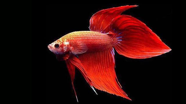 泰國斗魚幾塊錢一條_泰國斗魚價格多少錢一尾_泰國斗魚值錢嗎