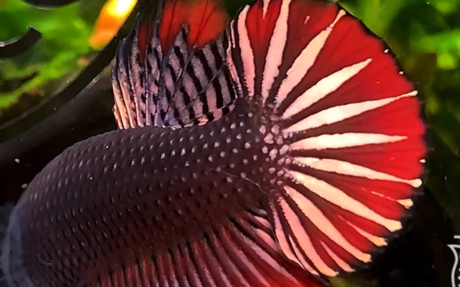 泰國斗魚價格多少錢一尾_泰國斗魚值錢嗎_泰國斗魚幾塊錢一條