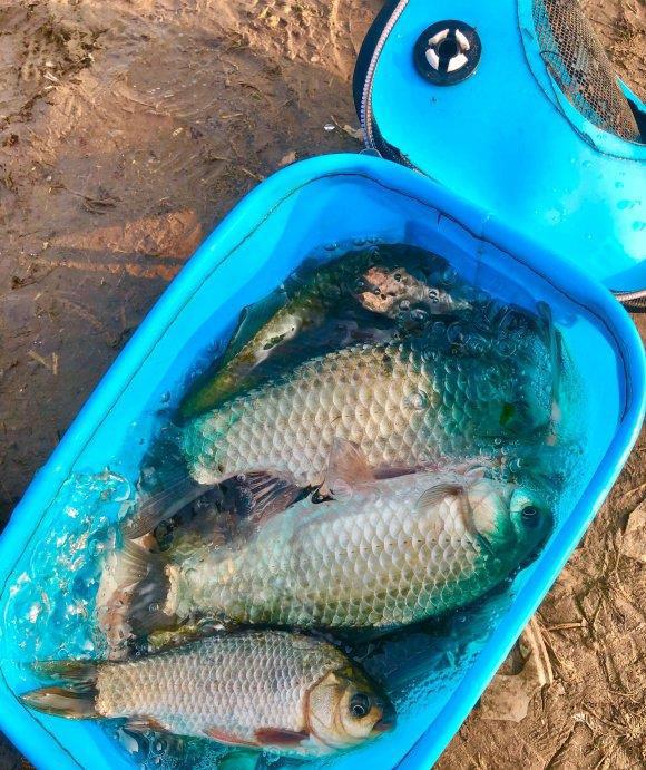 冰釣鯽魚調漂技巧_鯽魚垂釣視頻之冰釣_冰釣鯽魚魚餌配方