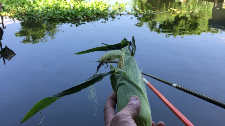 自制餌料釣草魚_民間自制草魚餌料_快樂垂釣高手自制釣草魚神餌