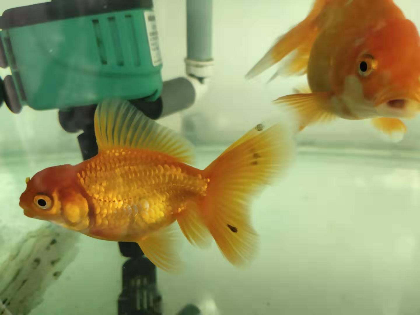 自制草魚餌料葡萄干_自制餌料葡萄草魚干怎么做_釣草魚用葡萄