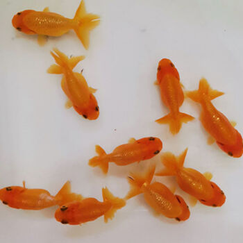 自制餌料葡萄草魚干怎么做_自制草魚餌料葡萄干_釣草魚用葡萄