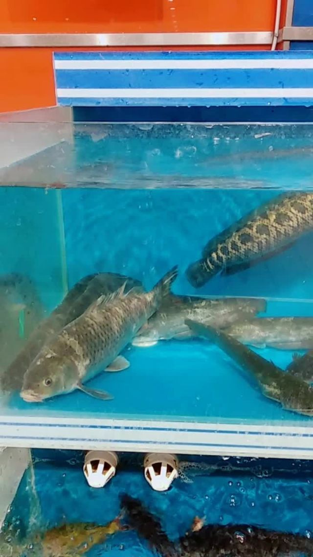 塘鲺吃什么食物_塘鲺吃魚屎嗎_吃塘鲺有什么好處