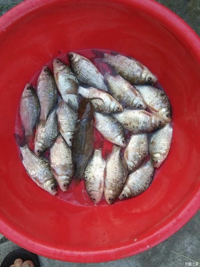 青魚草魚餌料哪個品牌好_草魚餌哪個品牌的好用_餌料草魚青魚品牌好用嗎