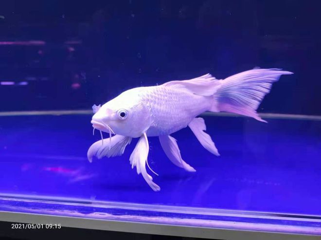 回魚多少錢一斤_回魚多少錢一斤_回魚多少錢一斤
