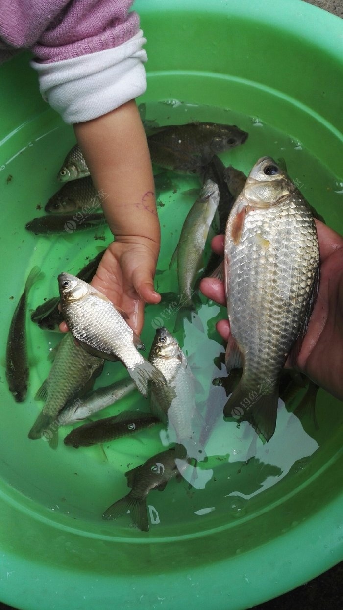 鯉魚搭配組線臺釣怎么樣_臺釣鯉魚線組搭配_釣鯉魚釣組搭配