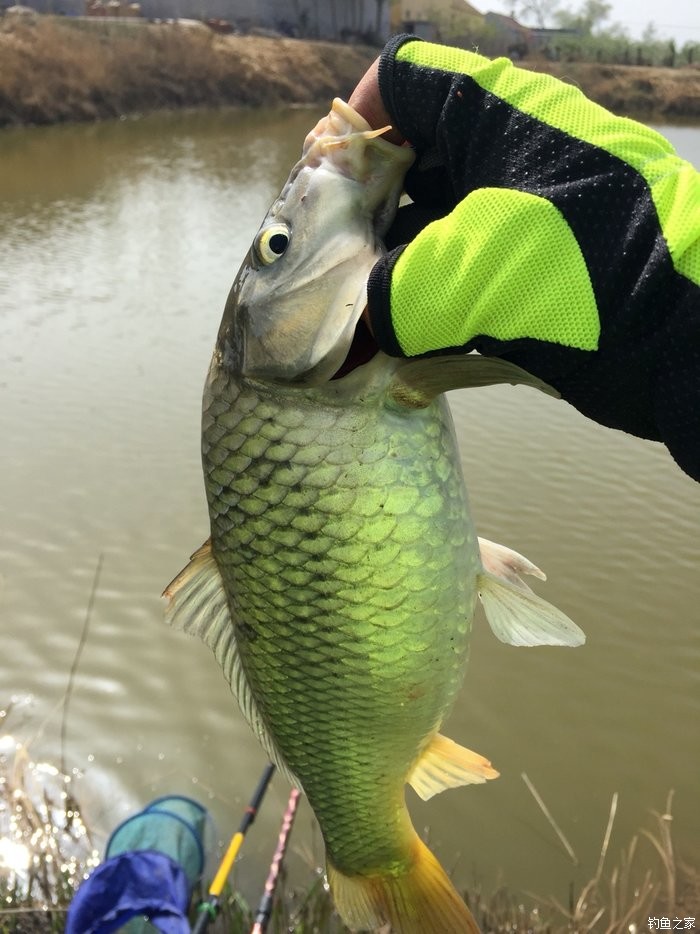 臺釣鯉魚線組搭配_釣鯉魚釣組搭配_鯉魚搭配組線臺釣怎么樣