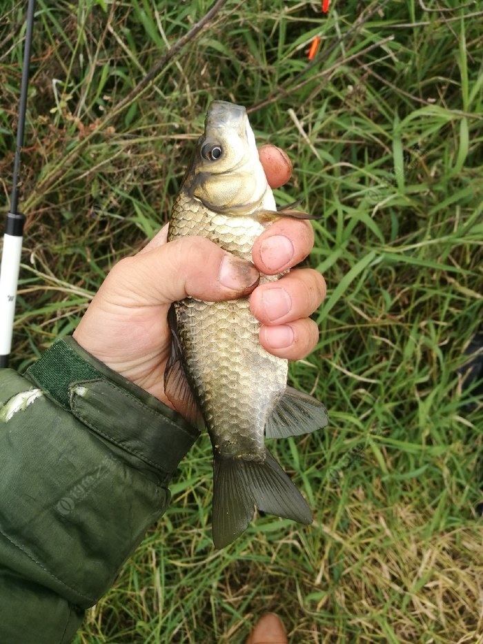 野河釣鯽魚視頻_野河釣大鯽魚的視頻_野釣視頻鯽魚