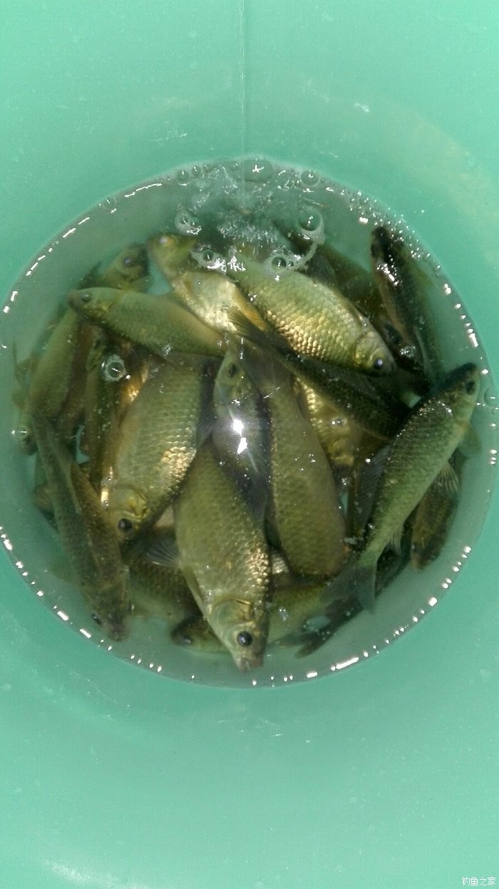 野河釣鯽魚視頻_野河釣大鯽魚的視頻_野釣視頻鯽魚
