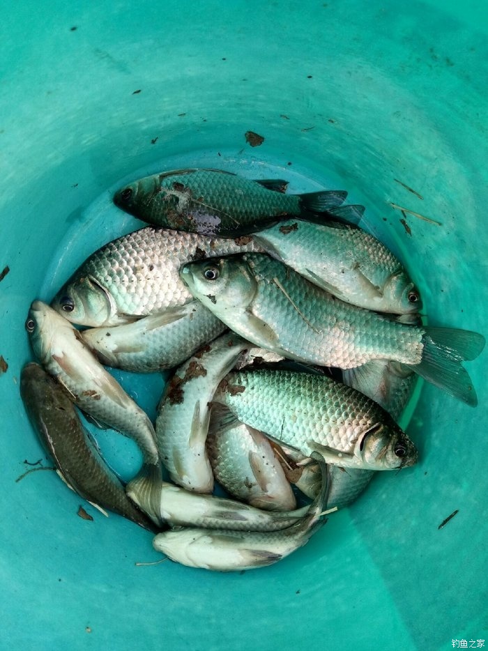 河里釣鯽魚視頻_野河釣大鯽魚的視頻_野河釣鯽魚視頻
