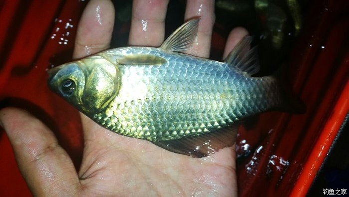 野河釣鯽魚視頻_野河釣大鯽魚的視頻_河里釣鯽魚視頻