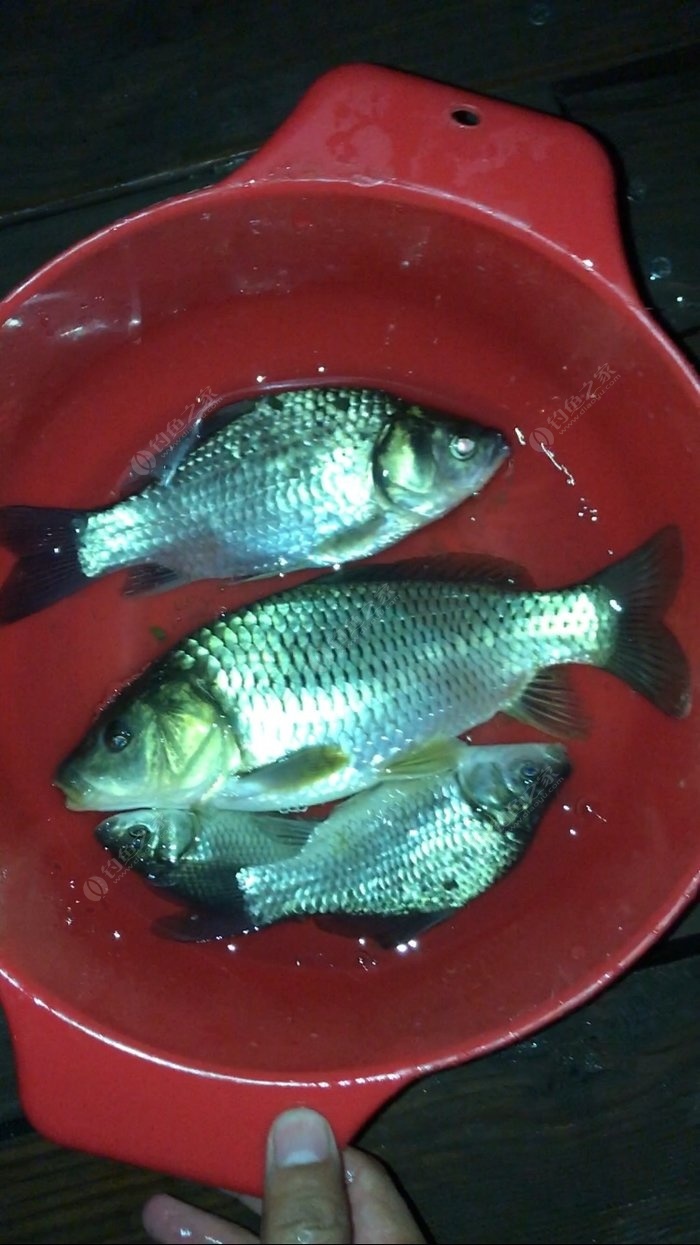 臺釣釣鯉魚_臺釣鯉魚教學_臺釣鯉魚視頻
