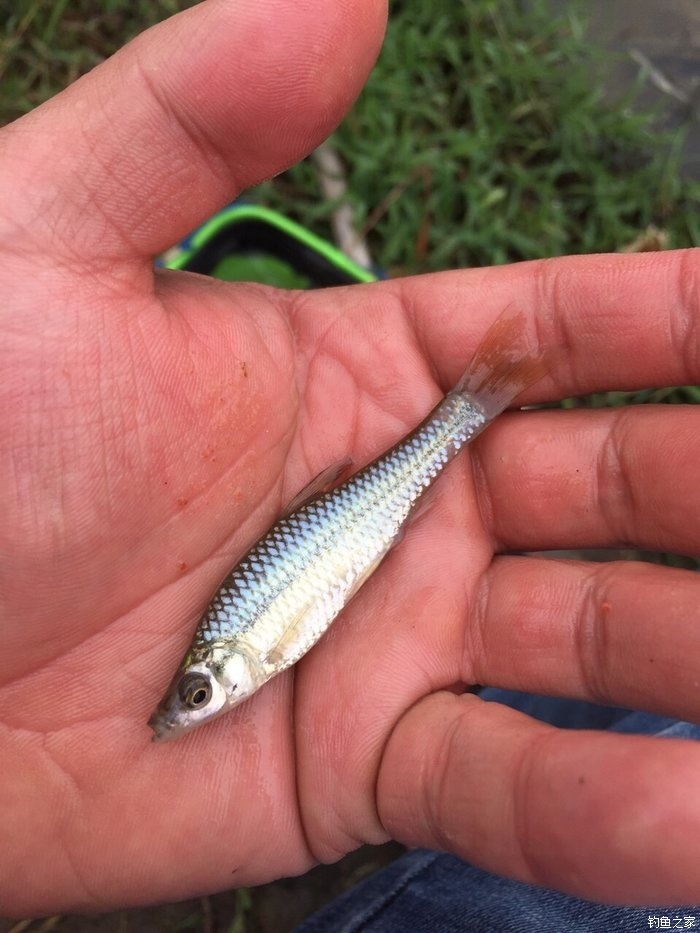 青魚草魚餌料哪個品牌好_餌料草魚青魚品牌好用嗎_草魚餌哪個品牌的好用