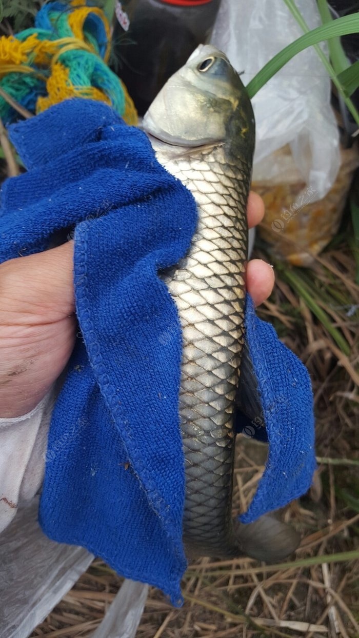 路亞釣魚視頻翹嘴教程_路亞視頻釣翹嘴2020_路亞釣魚視頻翹嘴
