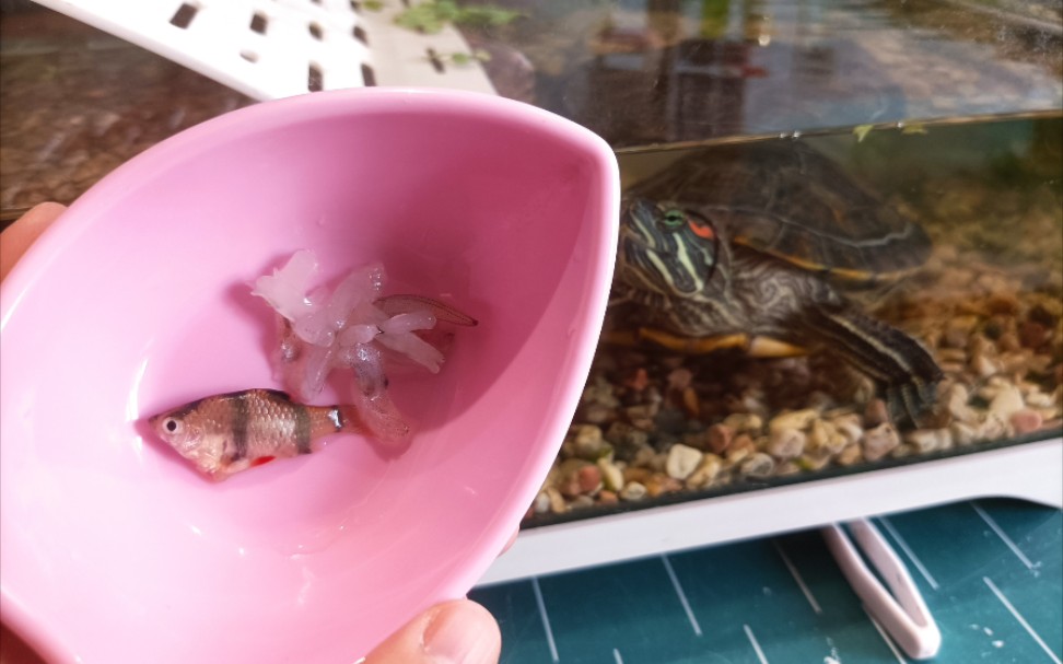 巴西龜白眼病最簡單防治方法_巴西龜白眼病最簡單治療方法_防治龜巴西白眼病簡單方法圖片