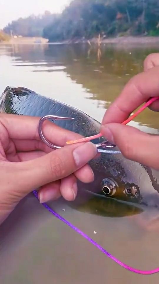 釣鯉魚配方魚餌方法調漂圖解_釣鯉魚怎樣配餌料配方_釣鯉魚魚餌配方和調漂方法