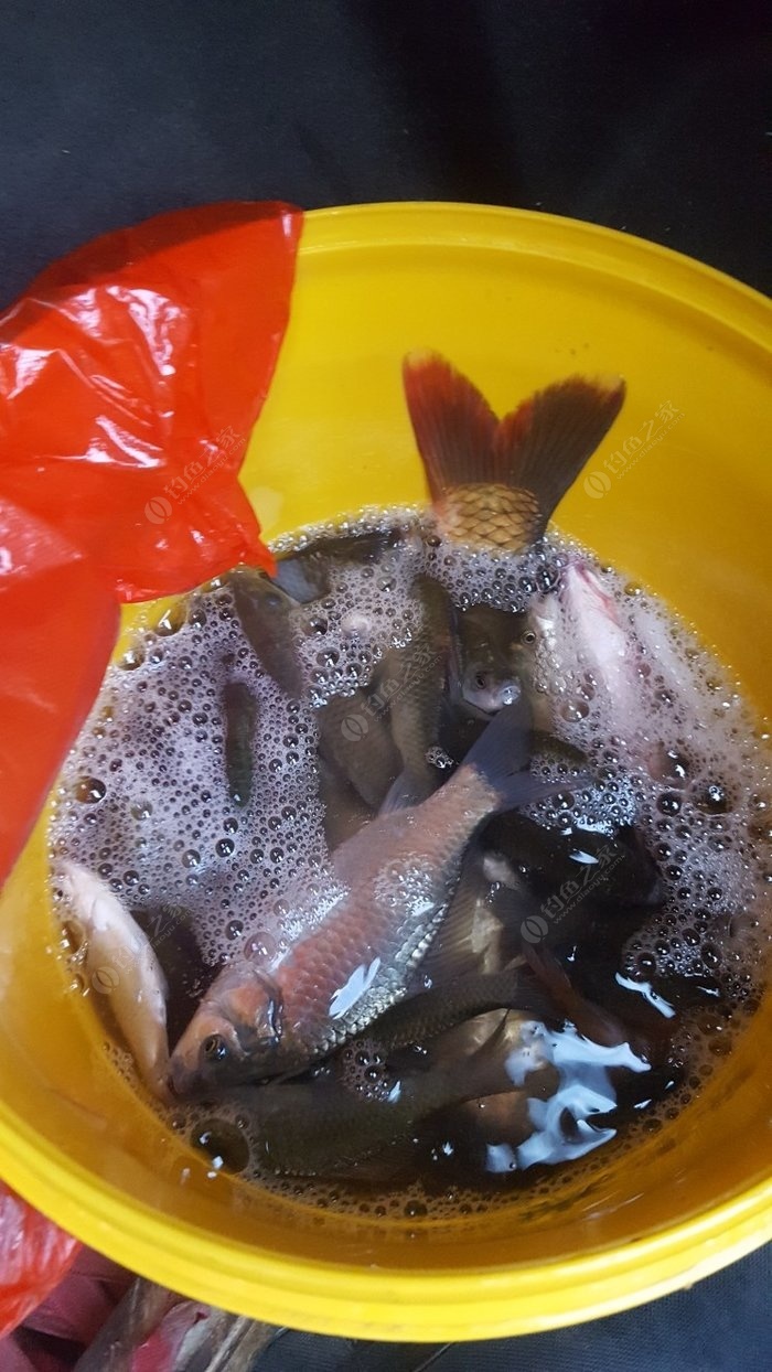 路亞釣魚視頻釣魚視頻_路亞釣魚視頻教程_路亞釣魚視頻是什么
