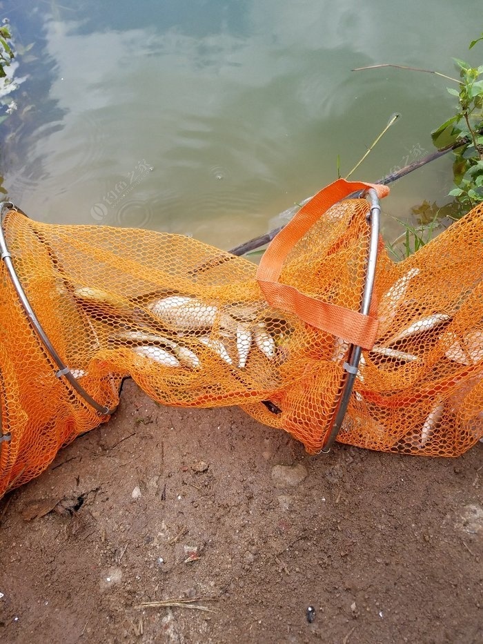 路亞釣魚視頻是什么_路亞釣魚視頻教程_路亞釣魚視頻釣魚視頻