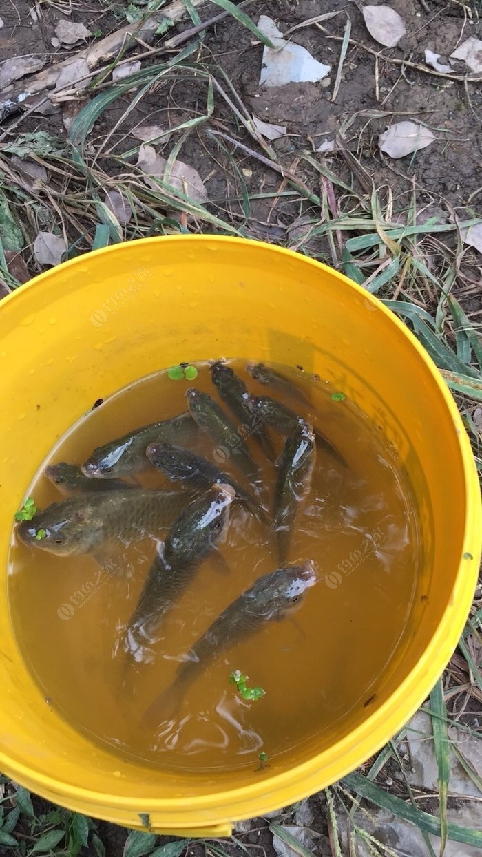 路亞釣魚視頻教程_路亞釣魚視頻是什么_路亞釣魚視頻釣魚視頻