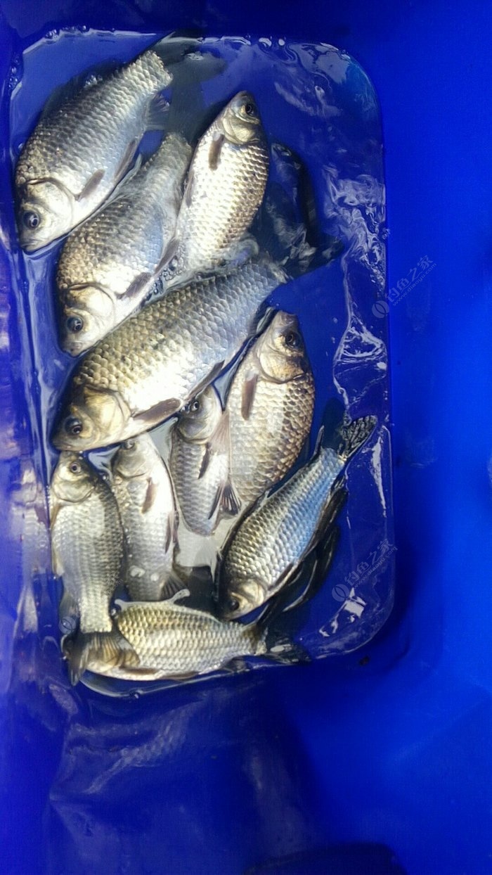 釣鯽魚用什么窩料打窩最好_野釣鯽魚打窩料_釣鯽魚的打窩料