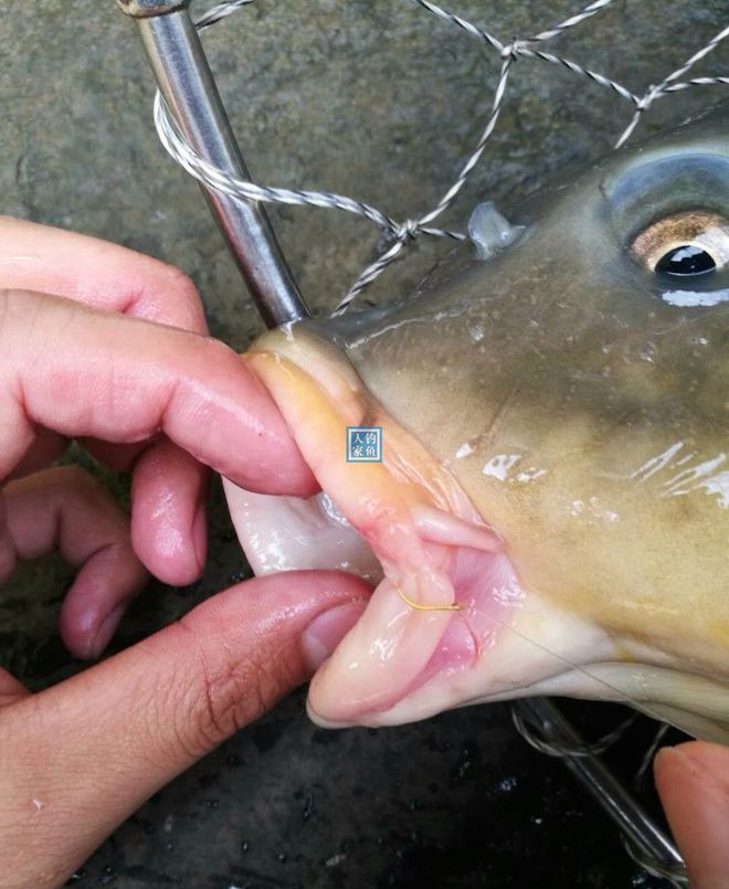 釣鯉魚餌料配方釣鯉魚魚餌配_釣鯉魚餌料配方釣魚人必看_釣鯉魚怎樣配餌料配方