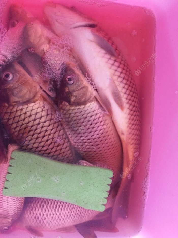 釣鯉魚餌料配方釣魚人必看_釣鯉魚餌料配方釣鯉魚魚餌配_釣鯉魚怎樣配餌料配方
