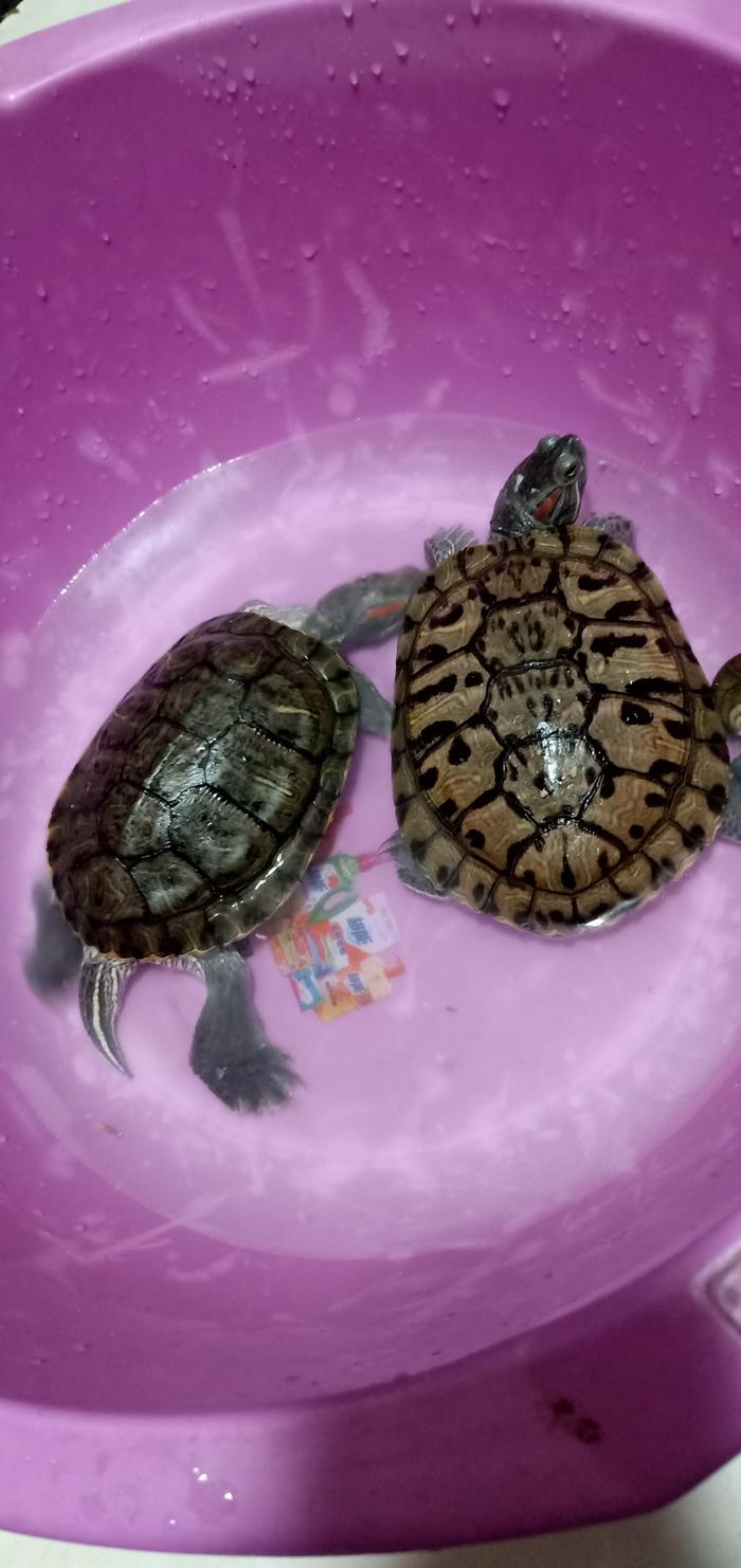 巴西龜吃東西不咀嚼嗎_巴西龜不吃東西怎么回事_巴西龜吃東西會不會撐死