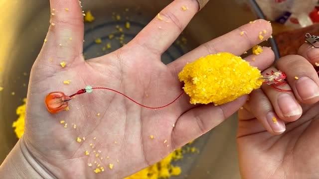 自制玉米嫩餌料草魚方法視頻_嫩玉米草魚餌料自制方法_如何自制玉米釣草魚餌