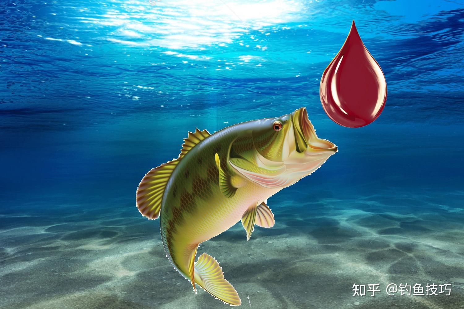 蜂蜜釣鯉魚用法用量_釣鯉魚餌料加蜂蜜怎么樣_魚餌加蜂蜜釣鯉魚