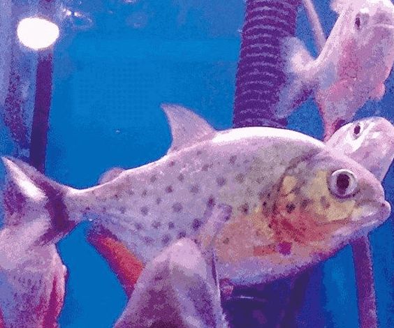 金鯧魚多少錢一斤_家常金鯧魚_金鯧魚鯧魚