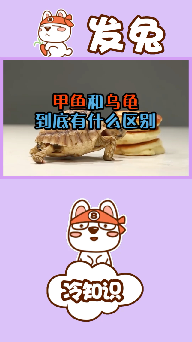 巴西龜不吃東西怎么回事_巴西龜吃東西_巴西龜吃東西不咀嚼嗎