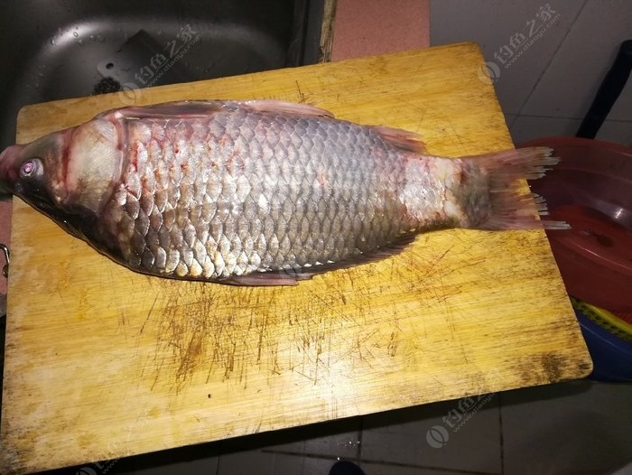 蜂蜜釣鯉魚用法用_魚餌加蜂蜜釣鯉魚_釣鯉魚餌料加蜂蜜怎么樣