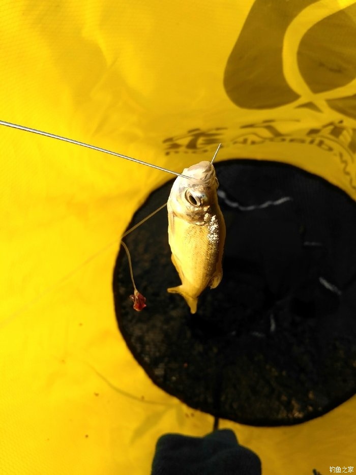 魚餌加蜂蜜釣鯉魚_釣鯉魚餌料加蜂蜜怎么樣_蜂蜜釣鯉魚用法用