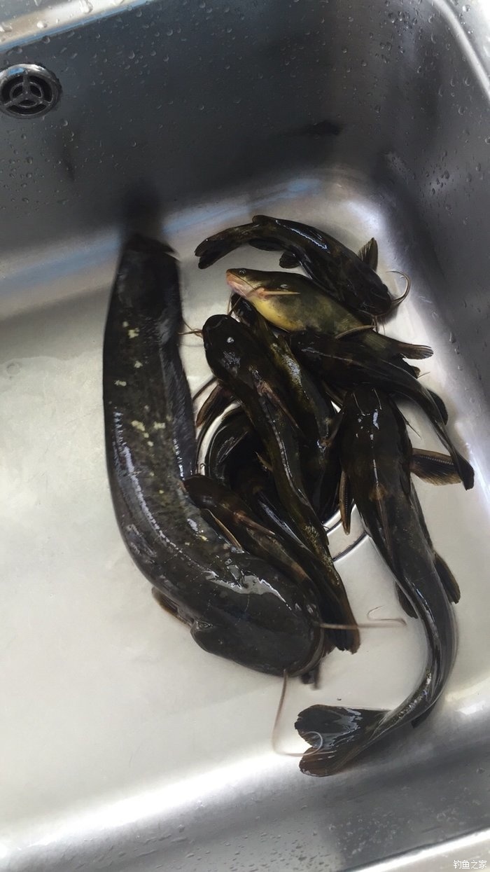 釣配方大全餌料鰱魚圖片_野釣鰱魚餌料配方_釣鰱魚餌料配方大全